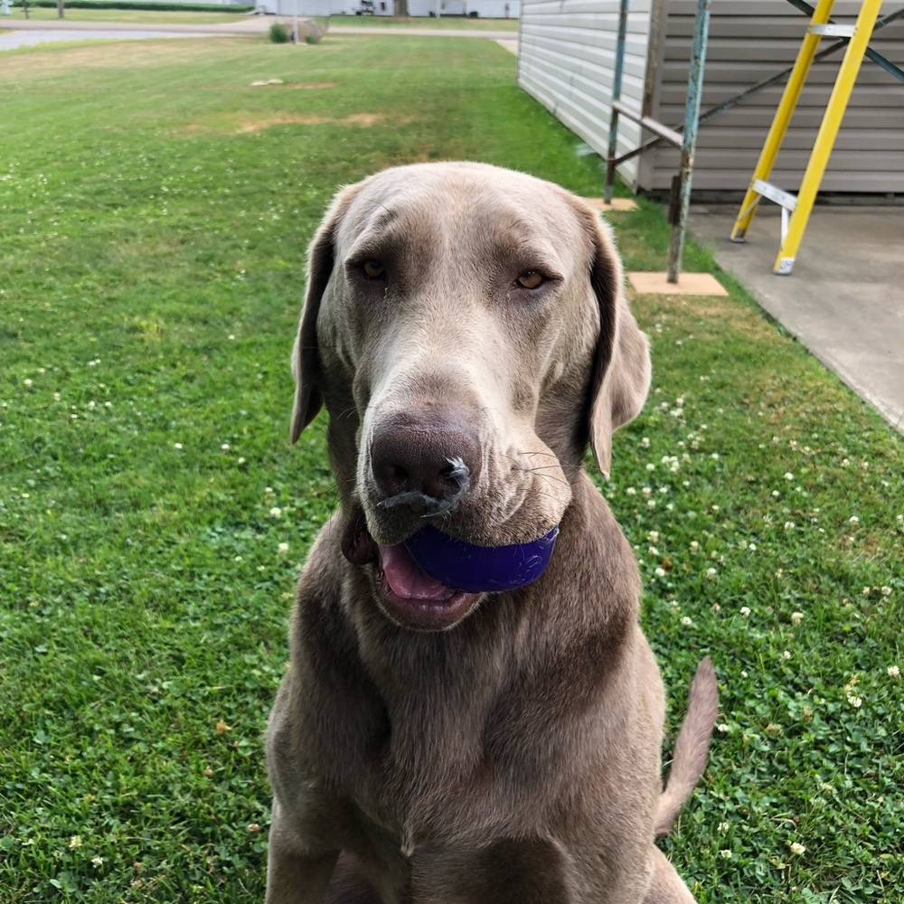 Meet your Posher, Vivickie